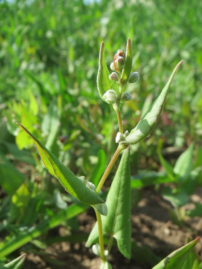 Ảnh minh hoạ Mạch Ba Góc (Fagopyrum esculentum) 3
