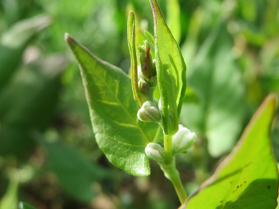 Ảnh minh hoạ Mạch Ba Góc (Fagopyrum esculentum) 4