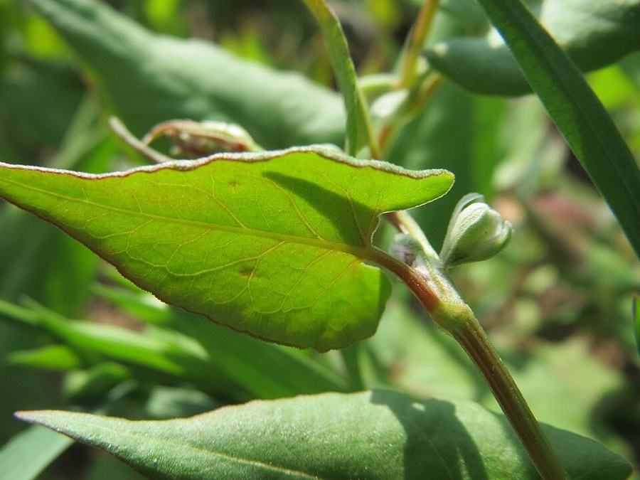 Ảnh minh hoạ Mạch Ba Góc (Fagopyrum esculentum) 5