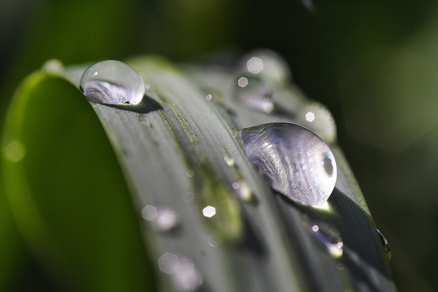 Ảnh minh hoạ Mạch Môn Đông (Ophiopogon japonicus) 1