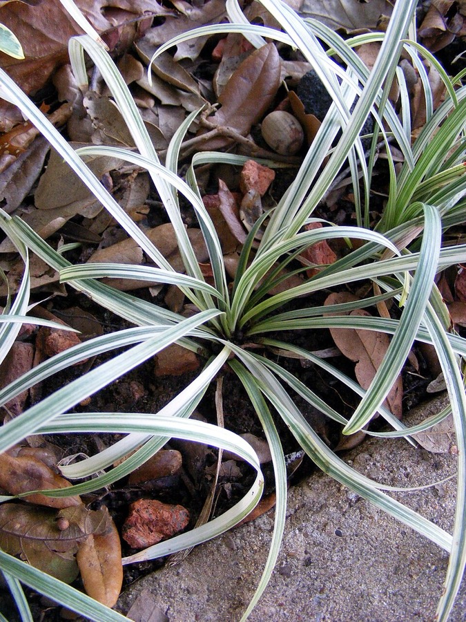 Ảnh minh hoạ Mạch Môn Đông (Ophiopogon japonicus) 2