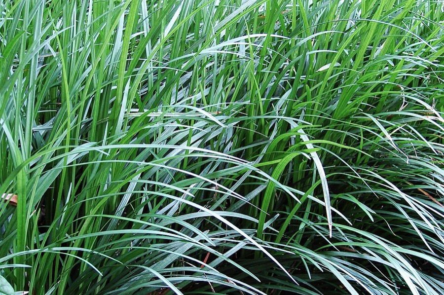 Ảnh minh hoạ Mạch Môn Đông (Ophiopogon japonicus) 3