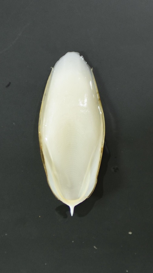 Ảnh minh hoạ Mai Mực (Sepia esculenta) 5