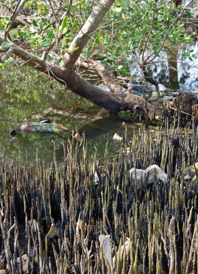 Ảnh minh hoạ Mắm (Avicennia marina) 1