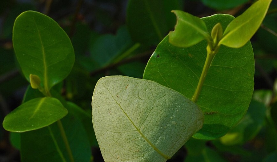 Ảnh minh hoạ Mắm (Avicennia marina) 2
