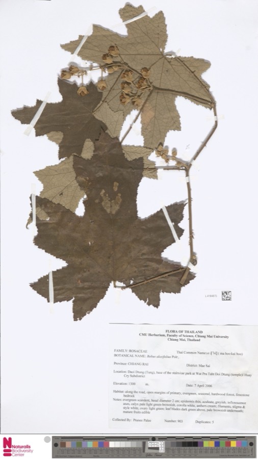 Ảnh minh hoạ Mâm Xôi (Rubus alceaefolius) 1