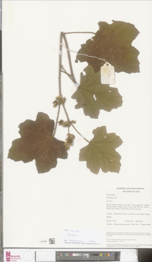 Ảnh minh hoạ Mâm Xôi (Rubus alceaefolius) 2