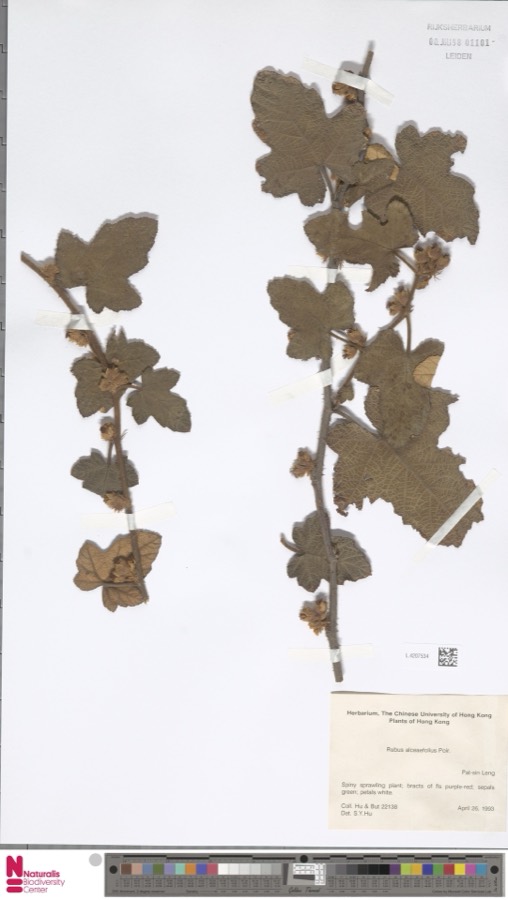 Ảnh minh hoạ Mâm Xôi (Rubus alceaefolius) 3