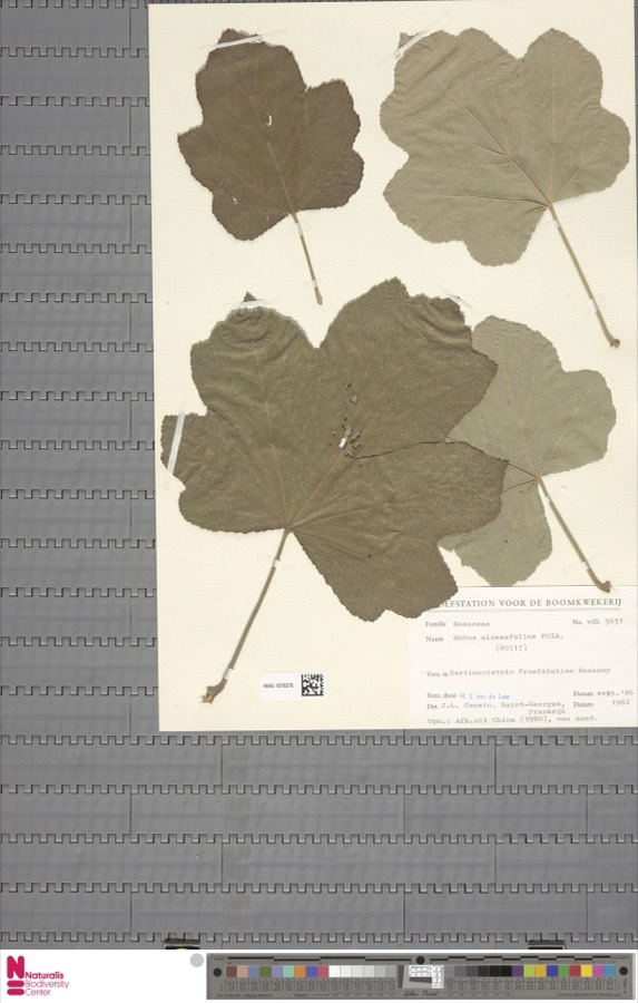 Ảnh minh hoạ Mâm Xôi (Rubus alceaefolius) 4