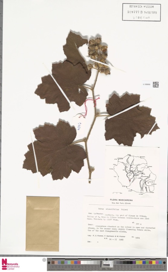 Ảnh minh hoạ Mâm Xôi (Rubus alceaefolius) 5