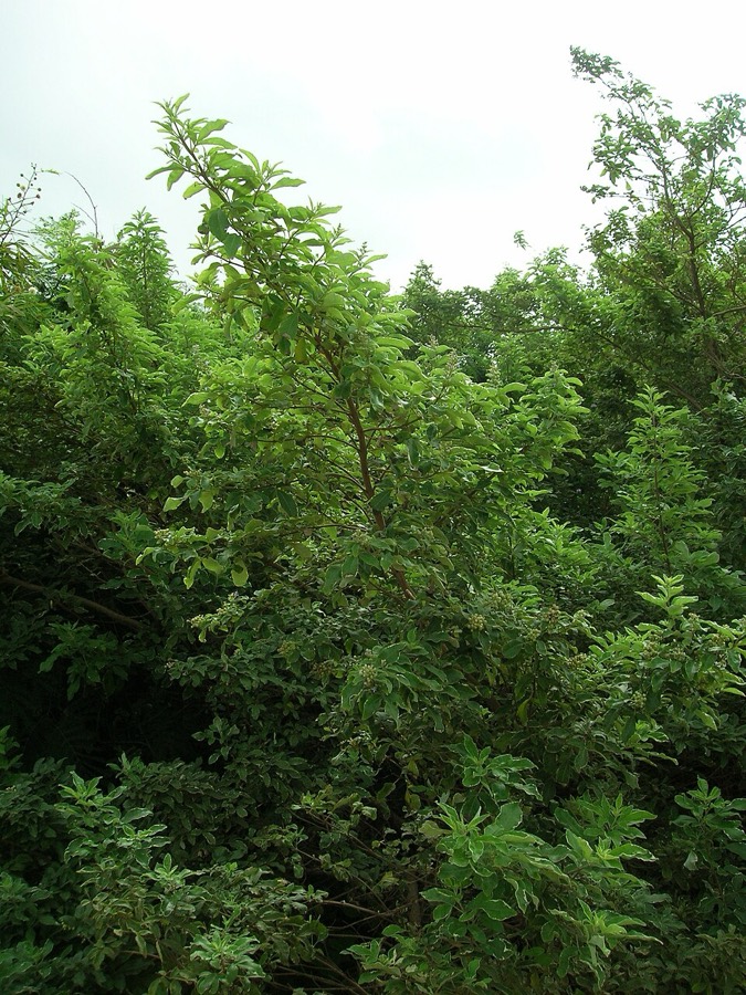 Ảnh minh hoạ Màn Kinh Tử (Vitex trifolia) 5