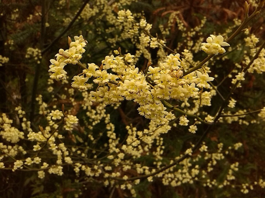 Ảnh minh hoạ Màng Tang (Litsea cubeba) 2