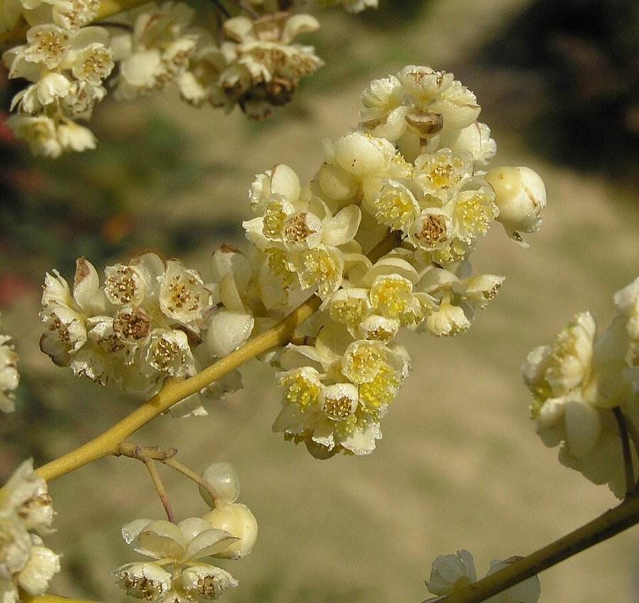 Ảnh minh hoạ Màng Tang (Litsea cubeba) 3
