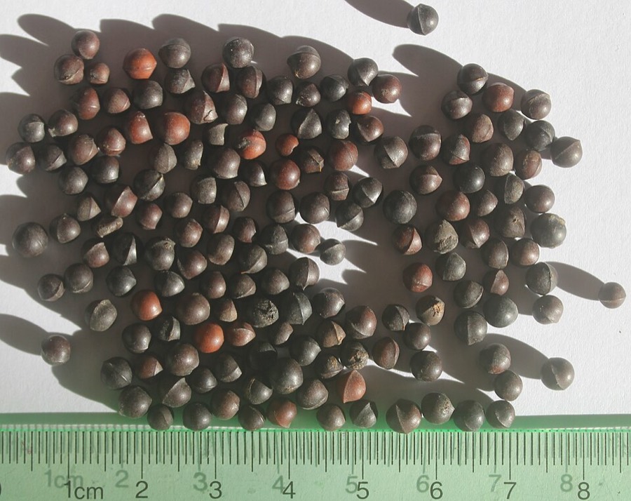Ảnh minh hoạ Màng Tang (Litsea cubeba) 4