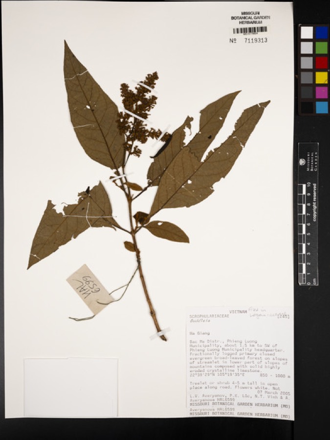 Ảnh minh hoạ Mật Mông Hoa (Buddleia officinalis) 4