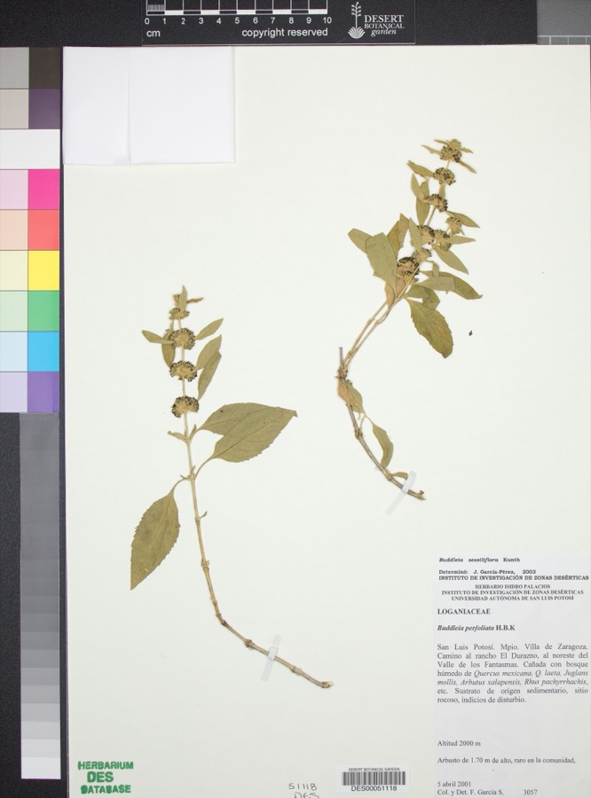 Ảnh minh hoạ Mật Mông Hoa (Buddleia officinalis) 5