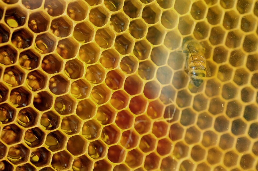 Ảnh minh hoạ Mật Ong (Honeycombs) 5