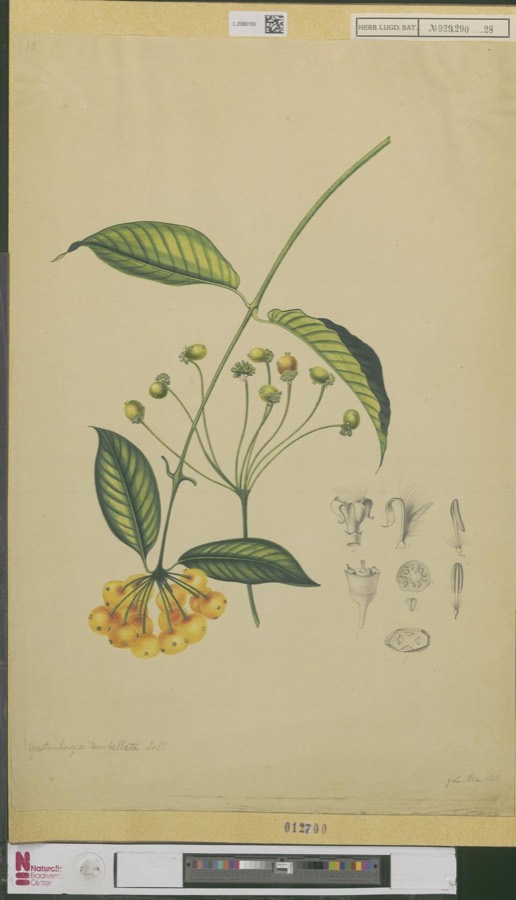 Ảnh minh hoạ Mặt Quý (Morinda umbellata) 1
