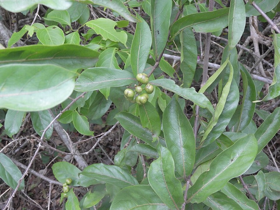 Ảnh minh hoạ Mặt Quý (Morinda umbellata) 2
