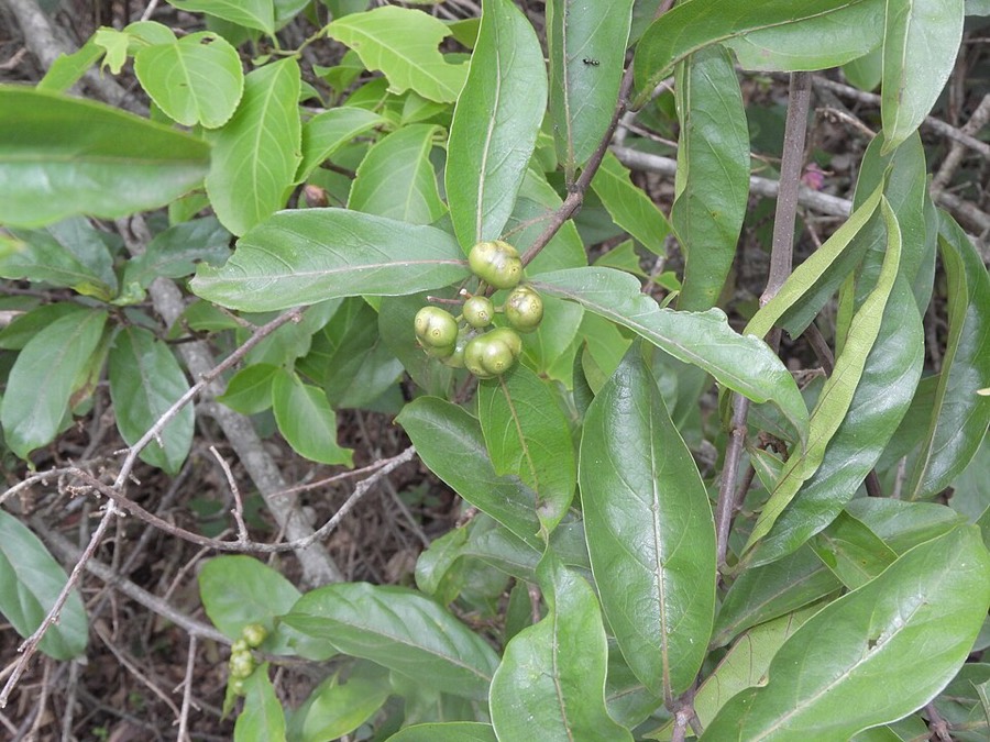 Ảnh minh hoạ Mặt Quý (Morinda umbellata) 3