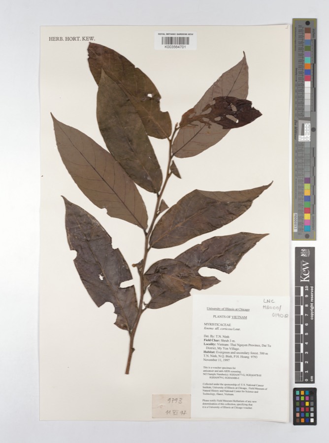 Ảnh minh hoạ Máu Chó (Knema corticosa) 1