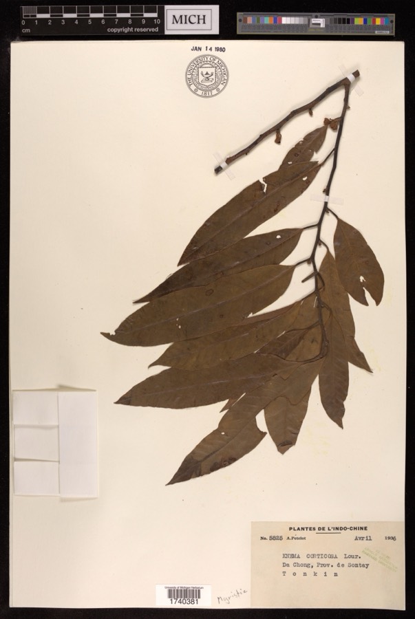 Ảnh minh hoạ Máu Chó (Knema corticosa) 2