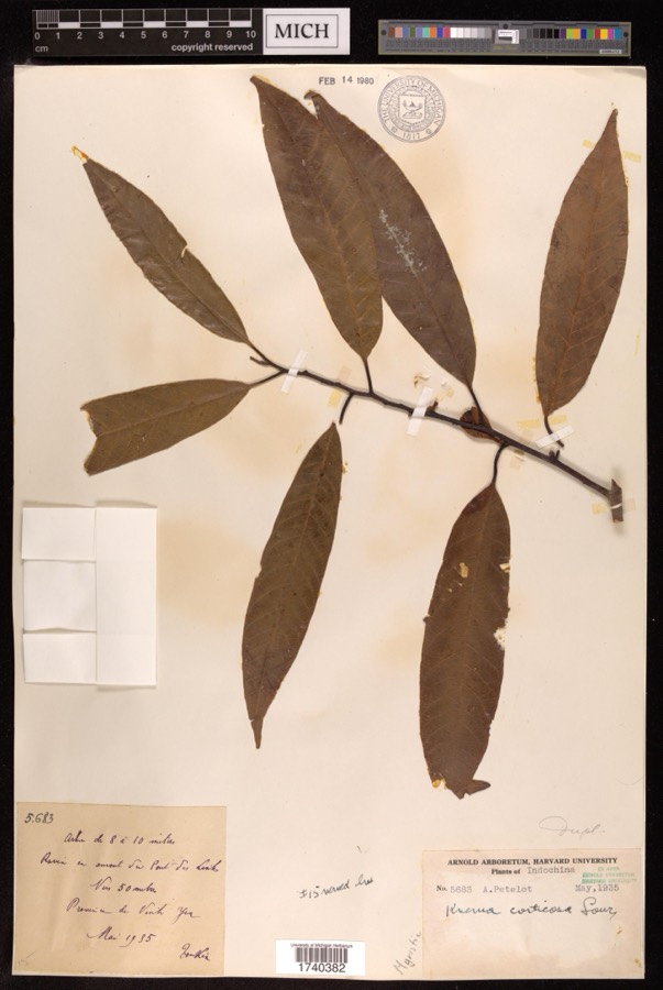 Ảnh minh hoạ Máu Chó (Knema corticosa) 3