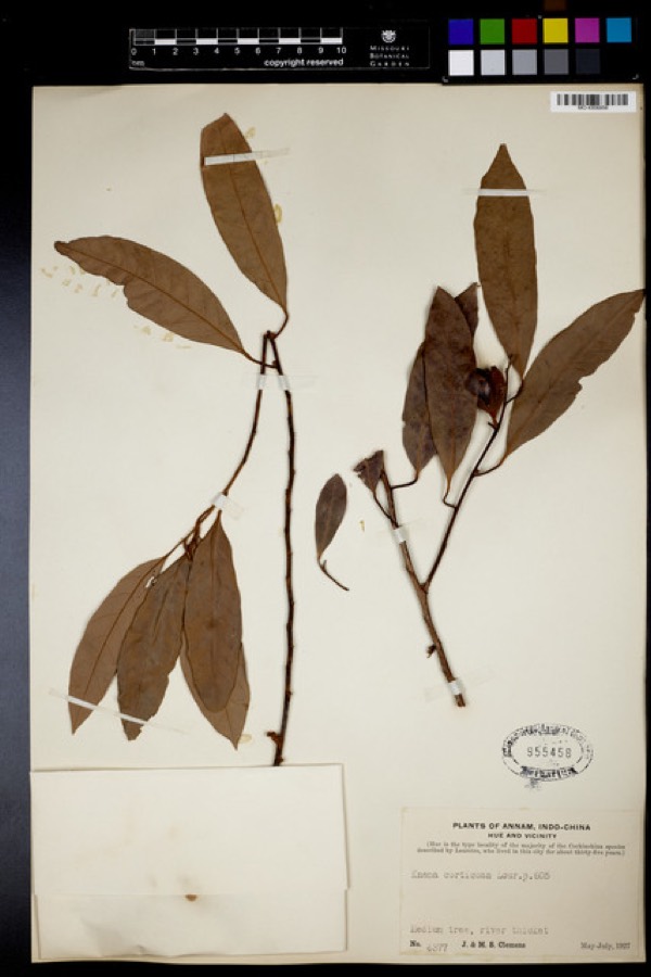 Ảnh minh hoạ Máu Chó (Knema corticosa) 4