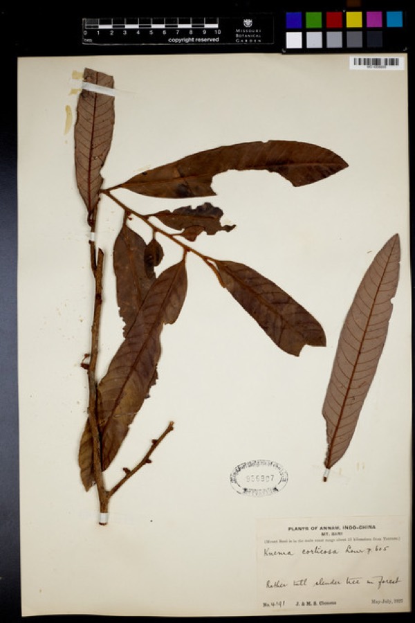 Ảnh minh hoạ Máu Chó (Knema corticosa) 5