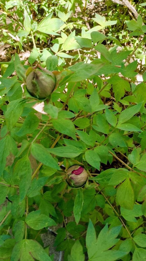 Ảnh minh hoạ Mẫu Đơn Bì (Paeonia suffruticosa) 4