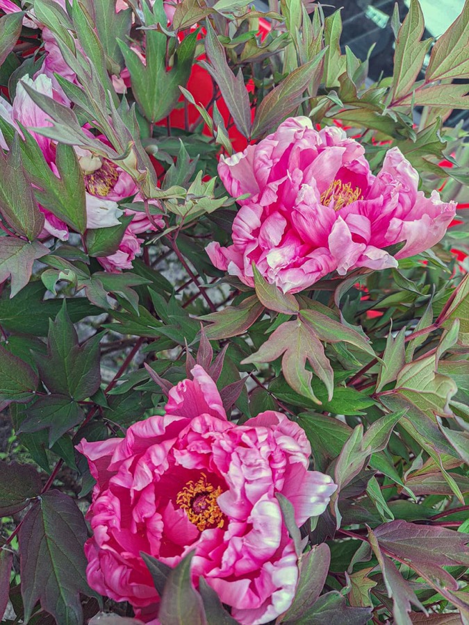 Ảnh minh hoạ Mẫu Đơn Bì (Paeonia suffruticosa) 5