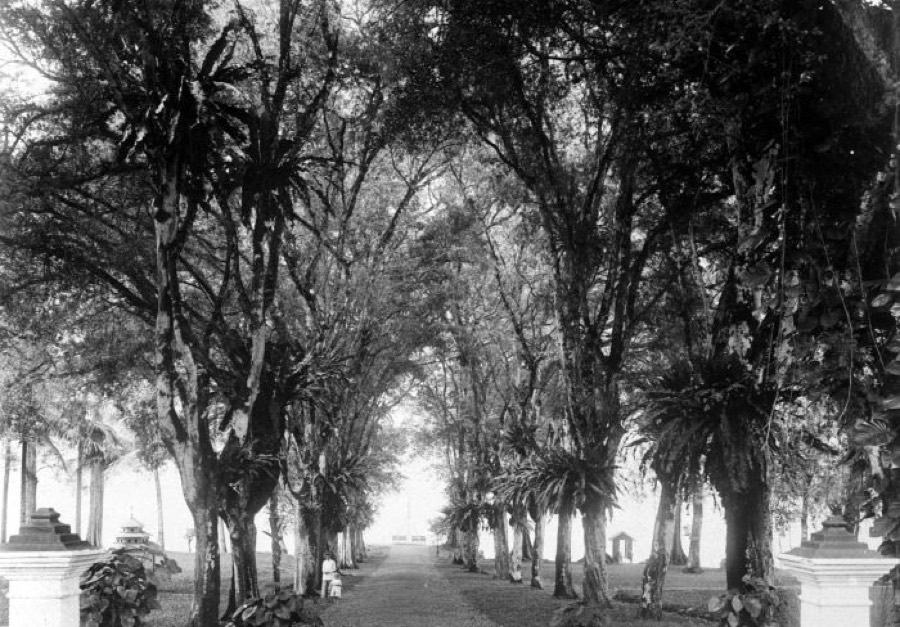 Ảnh minh hoạ Me (Tamarindus indica) 1