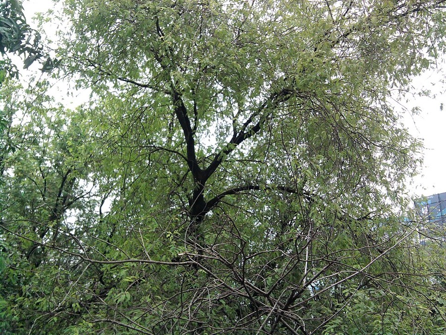 Ảnh minh hoạ Me (Tamarindus indica) 2