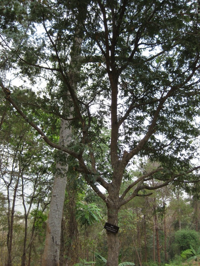 Ảnh minh hoạ Me (Tamarindus indica) 3