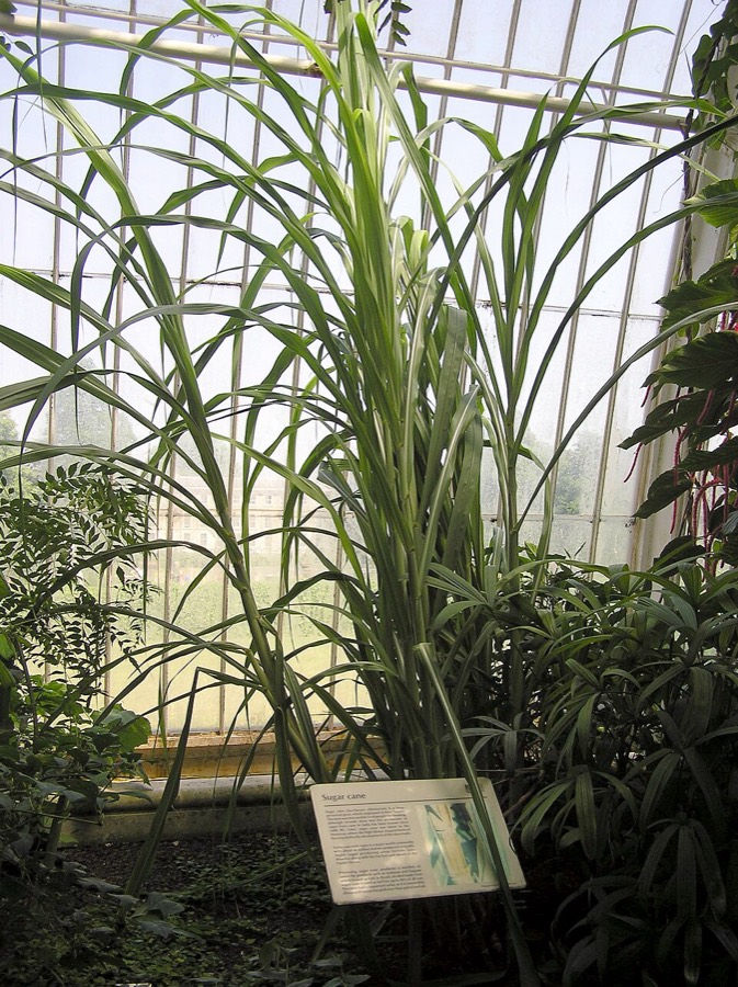 Ảnh minh hoạ Mía (Saccharum officinarum) 1
