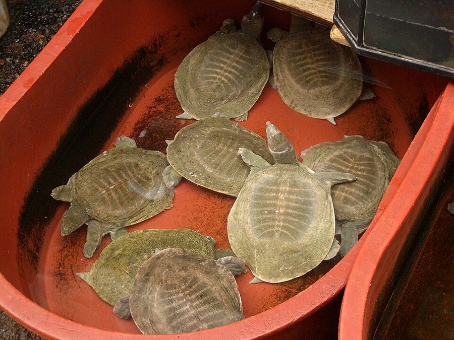 Ảnh minh hoạ Miết Giáp (Pelodiscus sinensis) 4