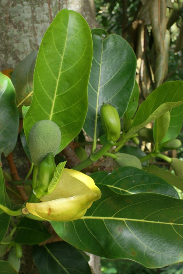 Ảnh minh hoạ Mít (Artocarpus heterophyllus) 1