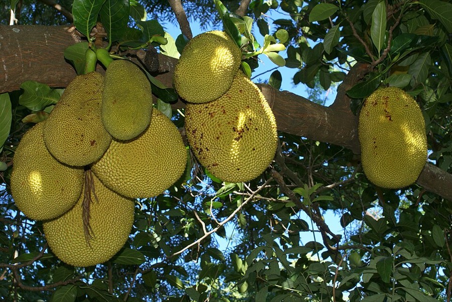 Ảnh minh hoạ Mít (Artocarpus heterophyllus) 2