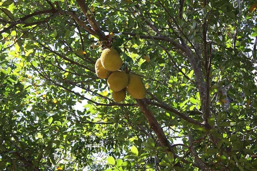 Ảnh minh hoạ Mít (Artocarpus heterophyllus) 3