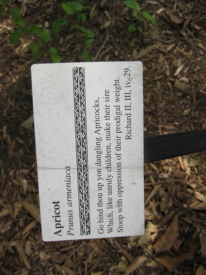 Ảnh minh hoạ Mơ (Prunus armeniaca) 2