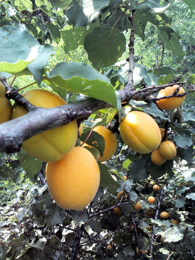Ảnh minh hoạ Mơ (Prunus armeniaca) 4