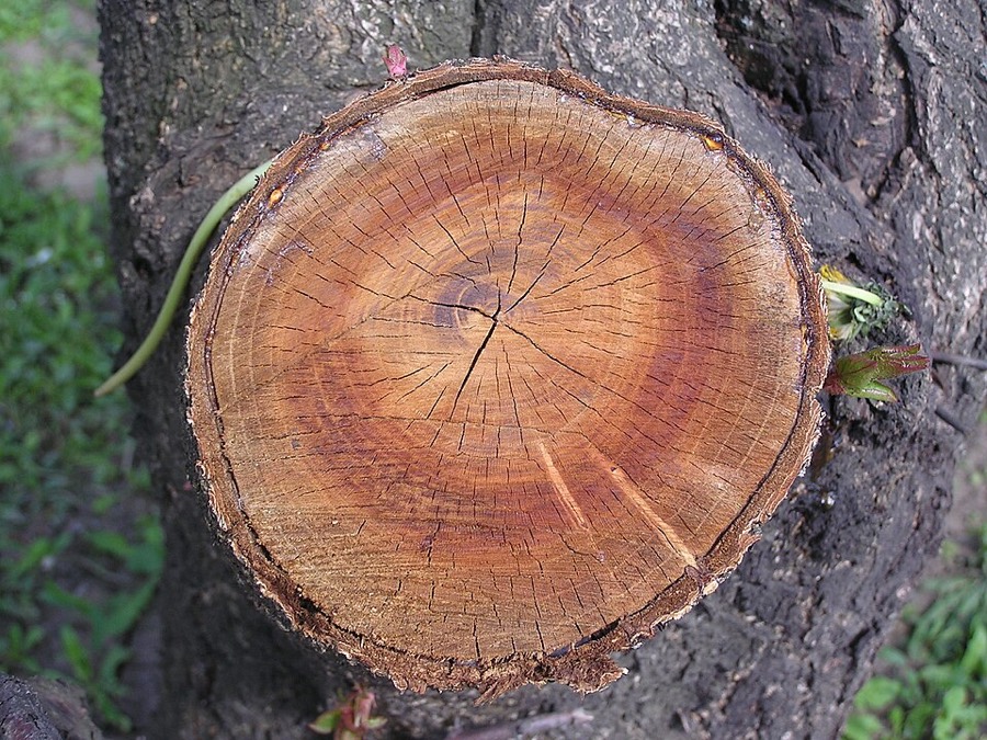 Ảnh minh hoạ Mơ (Prunus armeniaca) 5