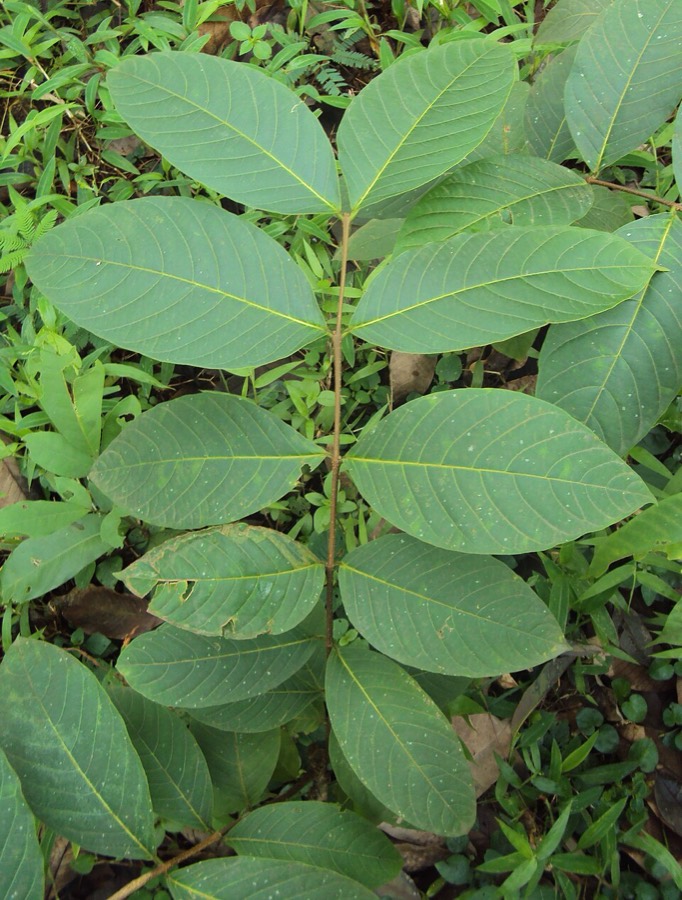 Ảnh minh hoạ Mộc Hoa Trắng (Holarrhena antidysenterica) 1