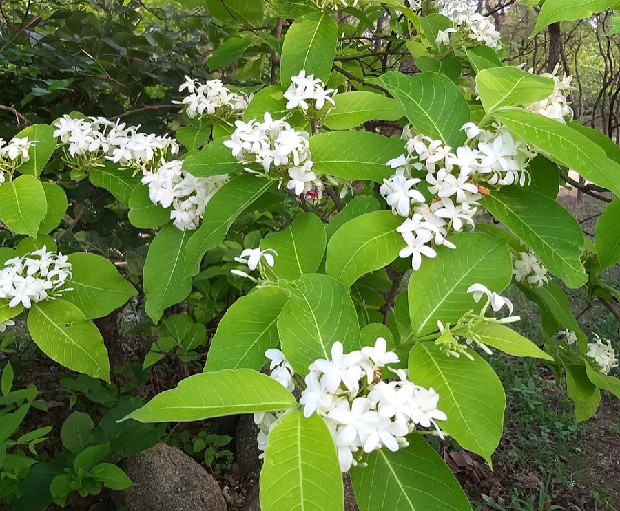 Ảnh minh hoạ Mộc Hoa Trắng (Holarrhena antidysenterica) 2