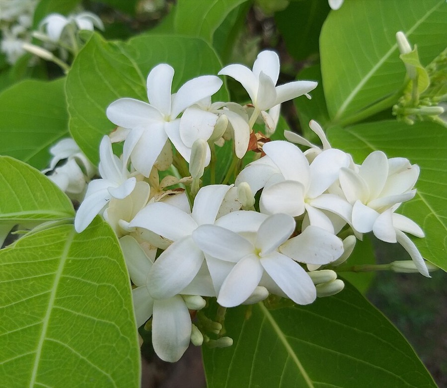 Ảnh minh hoạ Mộc Hoa Trắng (Holarrhena antidysenterica) 3