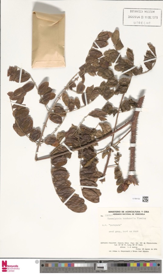 Ảnh minh hoạ Móc Mèo Núi (Caesalpinia bonducella) 4