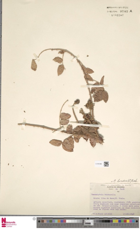 Ảnh minh hoạ Móc Mèo Núi (Caesalpinia bonducella) 5