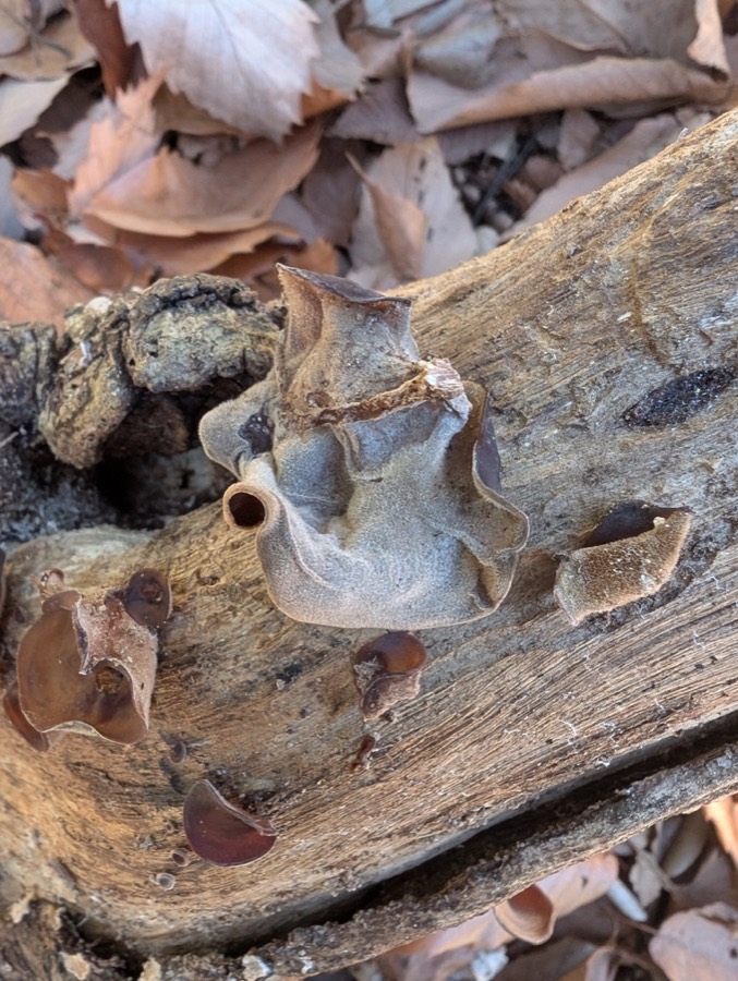 Ảnh minh hoạ Mộc Nhĩ (Auricularia polytricha) 1