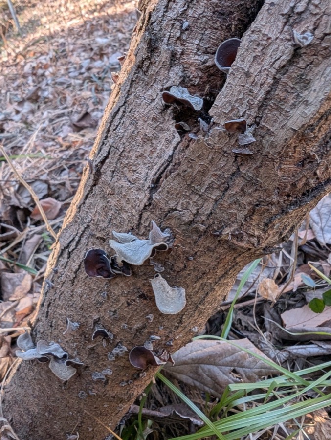 Ảnh minh hoạ Mộc Nhĩ (Auricularia polytricha) 2