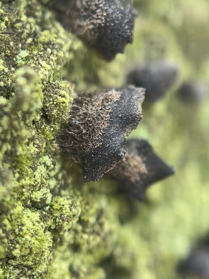 Ảnh minh hoạ Mộc Nhĩ (Auricularia polytricha) 3